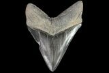 Serrated, Fossil Megalodon Tooth - Georgia #76507-2